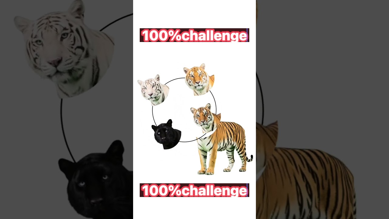 99%failer dangerous tiger 🐅setup challenge 