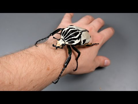 Wideo: Jak nazywa się czerwony chrząszcz z czarnymi kropkami?