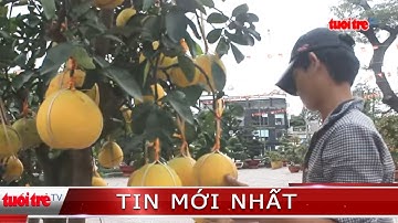 ⚡ Tin mới nhất | Bưởi Diễn, quất Tết hàng chục triệu đồng xuống phố