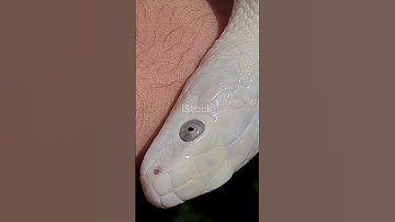 The SHOCKING Truth About Kentucky Rat Snakes Exposed