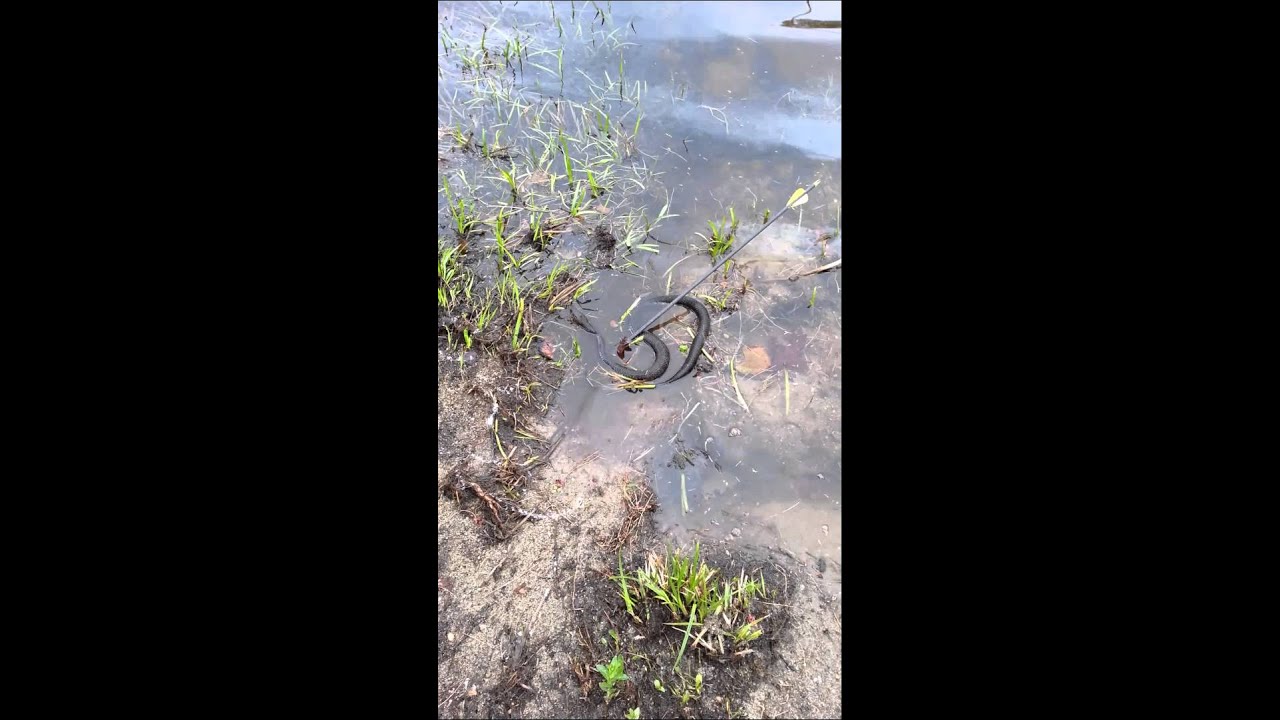 Snake Hunting with Bow - YouTube