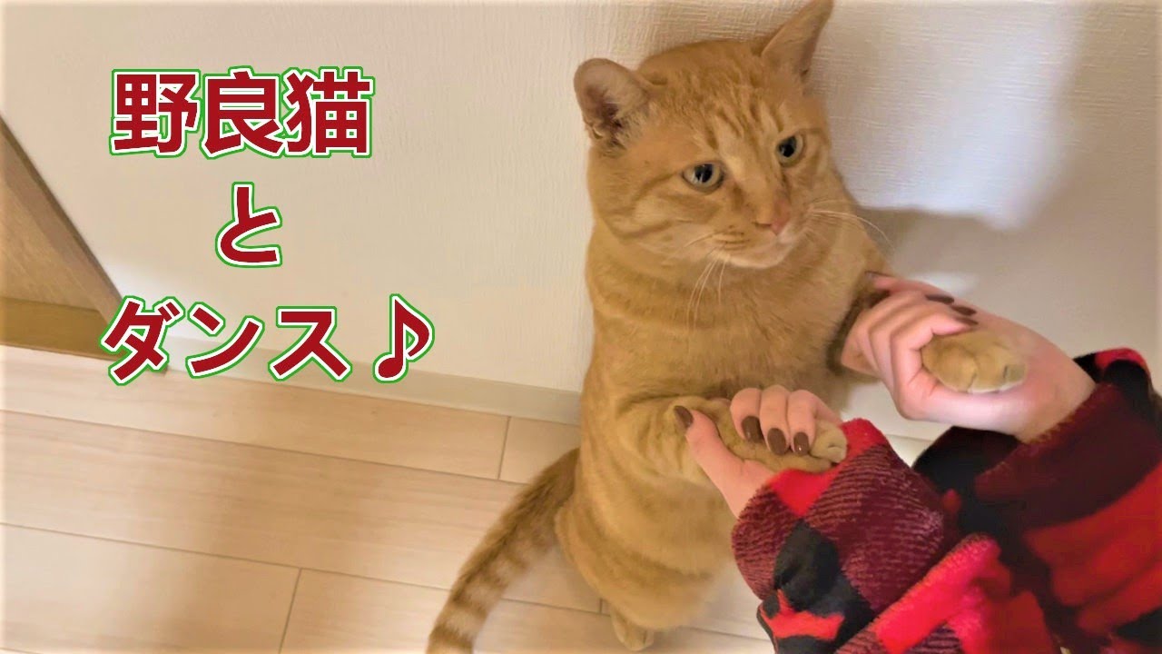 踊る野良猫まるとら ライバル猫が新ハウスの偵察に来た Youtube