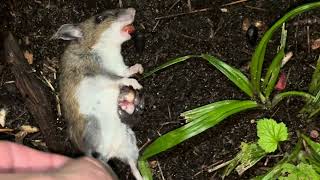 July Mouse Hunt 2 2025