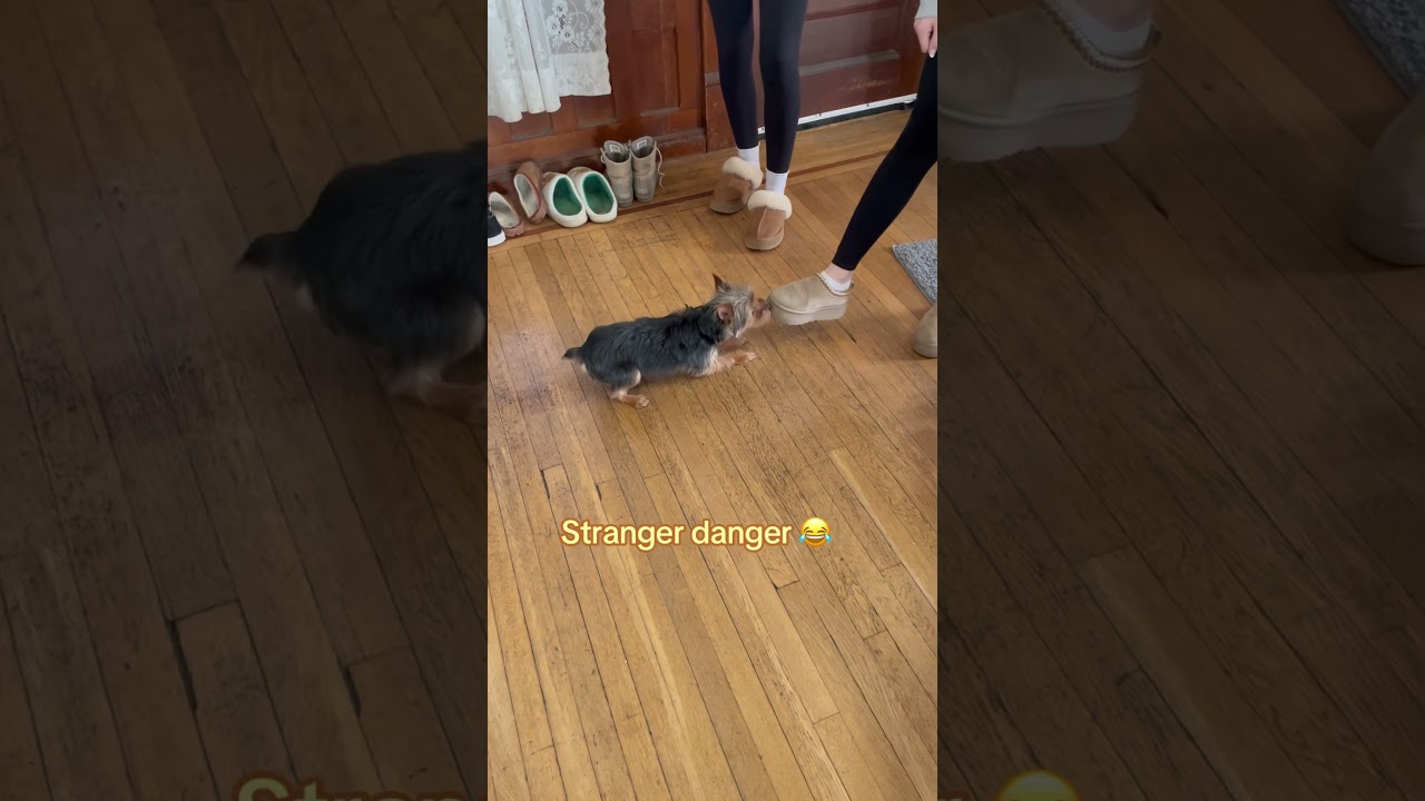 Mini dog doesn’t do strangers 😂 