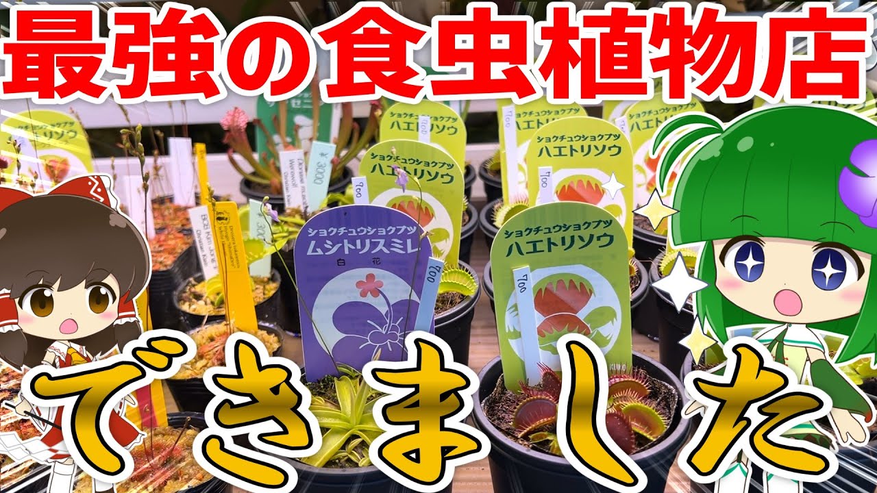 【最強のお店】食虫植物が欲しければここに行け！【できました】
