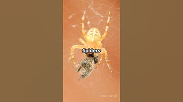 How do spiders spin such strong webs?