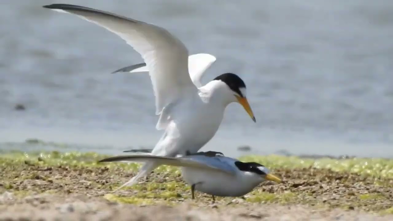 Saunders's tern Jamnagar-Gujarat birding guide 8200420297