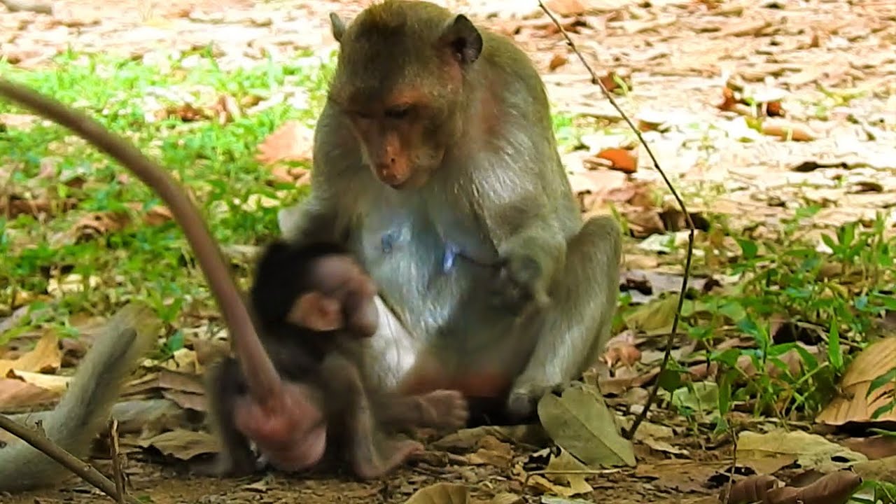 Stop...Stop Baby Quinton Innocent !!! Duchess Became Evil Hit Baby Quinton Seriously No Reason