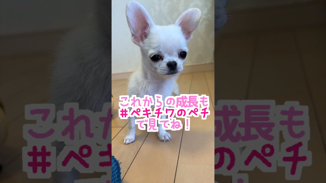 チンチラの回し車レポ【トレッドミルホイール】 - YouTube