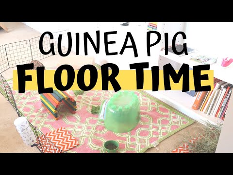 Your Guinea Pigs Will Love This! | How to Give Guinea Pigs Floor Time
