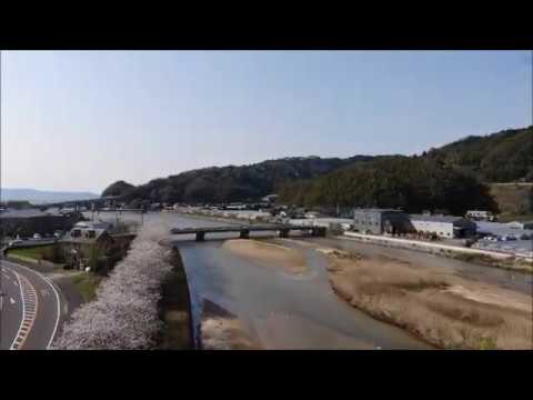 唐津市、浜玉町。神功皇后ゆかりの玉島川の桜並木