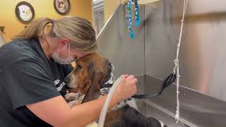 3 Puppy Mill Rescue Basset Hounds Get Their First Ever Spa Day & Cause Mayhem