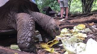 LIVE AFRICA: Turtle mating and Turtle feeding in Prison Iland in Zanzibar