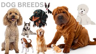 Guess the Dog Breed Quiz \ KIDS QUIZ GAME screenshot 3