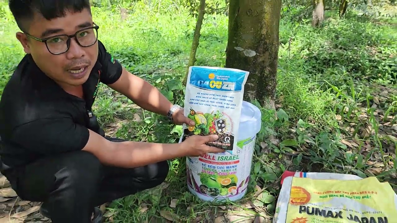 Quy Trình Phục Hồi Vườn Sầu Riêng Sau Thu Hoạch - Làm tuần bước cây nhanh phát triển.