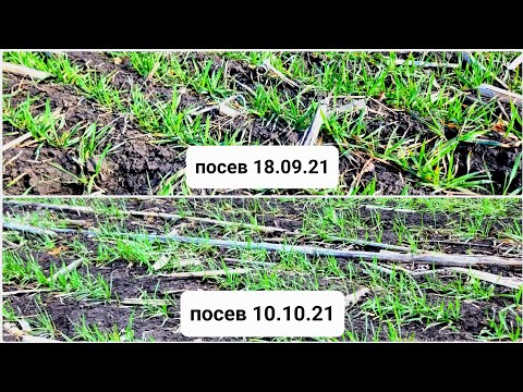 Как сроки посева влияют на весеннее развитие пшеницы