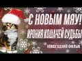 Ирония кошачей судьбы или с Новым мяу! по мотивам любимого фильма