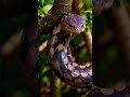 Love snake nature snake beautiful photography nature travel mountains birds forest 01