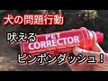 【犬の問題行動】吠える ピンポンダッシュ！ Dog Rescue A&R