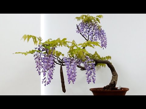 春の風流盆栽展2024 - YouTube