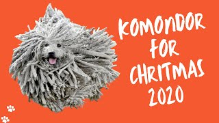 Cute Komondor/Puli Dogs To Check Out for Christmas 2020 | Komondor Dog Puppies by Komondor Family 1,361 views 3 years ago 18 seconds