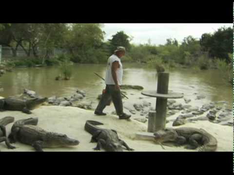 Video: Un Aligator Care Traversa Pista A întârziat Un Zbor în Florida, Evident - Matador Network