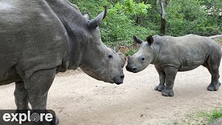 Africam Outdoor Rhino Cam at HESC powered by Explore.org