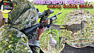 HUNTING SINTAR BIRD JUST SIT PRETTY, POINTS ABUNDANT SRG SLUG 10.6GR