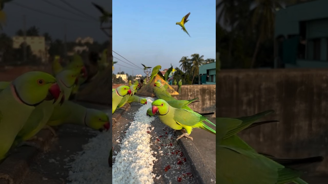 Beginilah Jadinya Jika Kita Memberi Makan Kawanan Burung Liar 