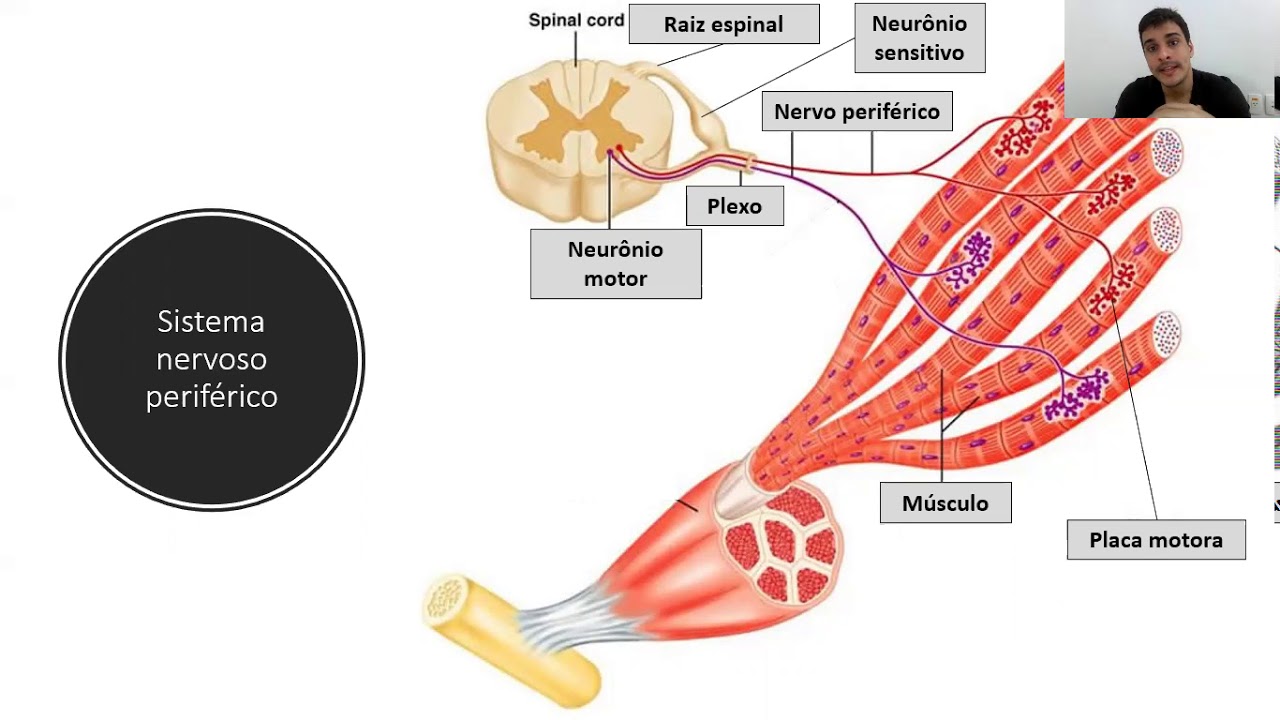 Diagnóstico topográfico — Transcript