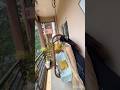 #shortsviral #shorts #short #shortsvideo #ytviral #ytshorts #youtubeshorts #youtubegrowth #ytshort