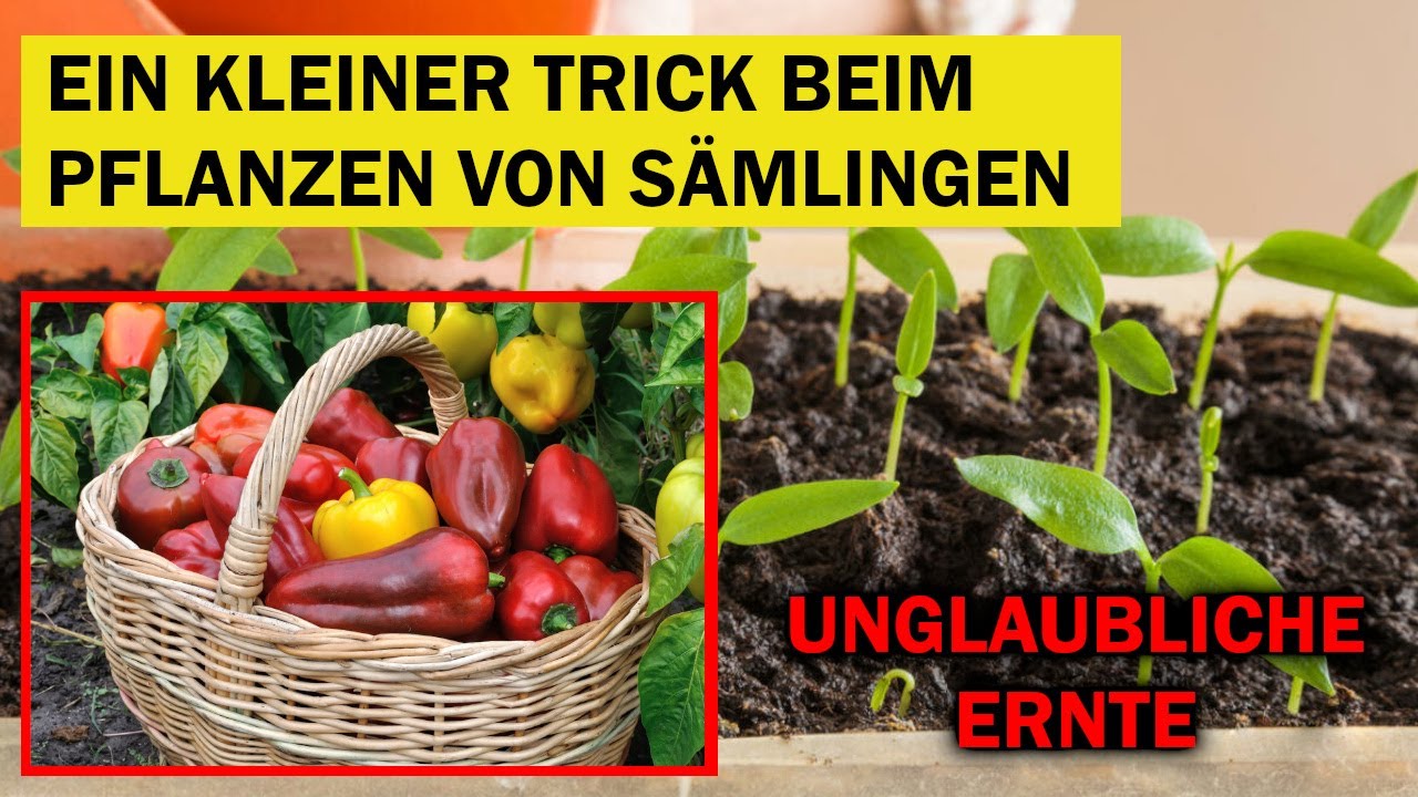 Wie man Pfeffersämlinge anbaut: Auswahl der Samen, Vorbereitung und Düngung des Bodens.