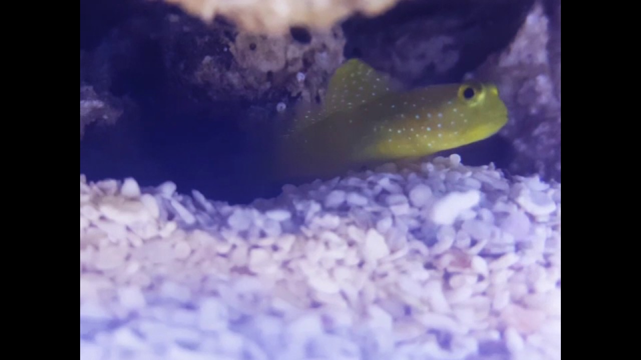 camera iphone 8 plus apk Pistol Shrimp and watchman goby
