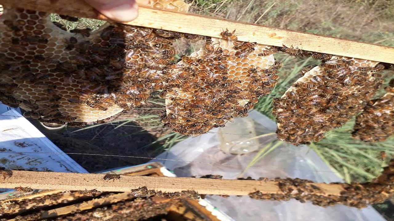 #oxalicacid DOZAŞIMININ VEYA YAZ DÖNEMİNDE ŞEKER KATILMASININ ARIYA ZARARLARI UYGUN DOZ #sugar #bee