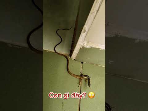 Video: El lagarto de hierba de cola larga