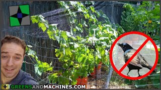 Installing Bird Netting in the Container Vineyard | Year 6