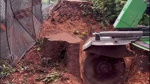 Stump Grinding Near Fence
