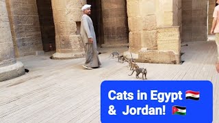 😻 Cats in Egypt 🇪🇬  and Jordan 🇯🇴 by Frolicking Felines 165 views 4 months ago 30 seconds