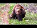 Wonderful Grizzly Family Makes Another Appearance