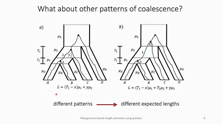 Phylogenomic branch length estimation using... - Yasamin Tabatabaee - EvolCompGen - ISMB/ECCB 2023