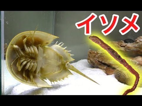 飼ってるカブトガニにイソメを与えてみた結果…！