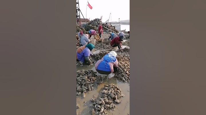 大量生蚝清洗中