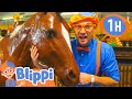 Blippi explores jungle animals  1 hour of blippi  educationals for kids  blippi toys