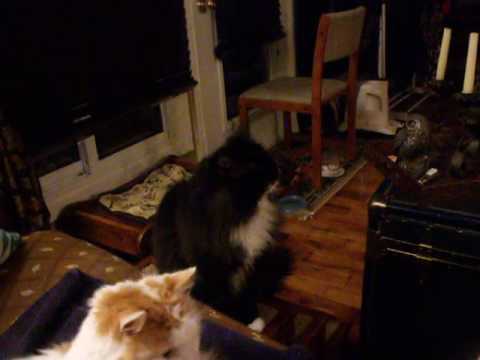 cat sneezes and eats