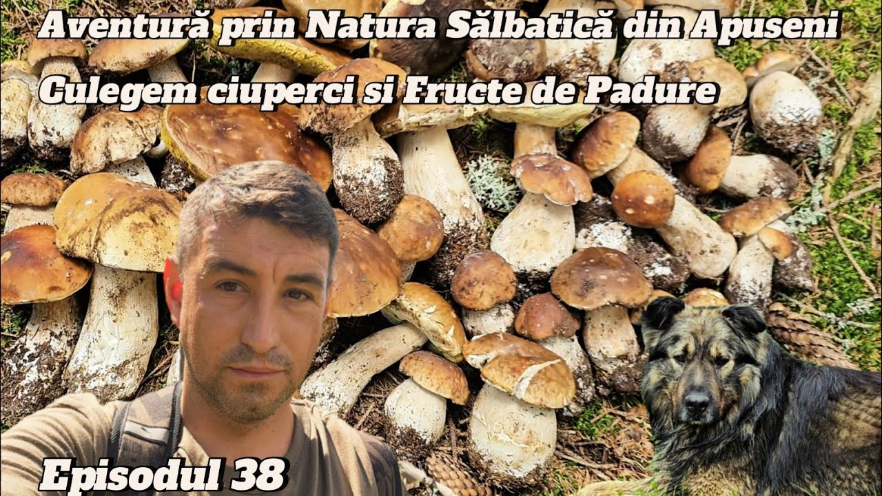 AM GĂSIT MULȚI HRIBI! PĂDUREA PLINĂ ÎN MUNȚII APUSENI