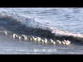 童謡 浜千鳥 歌詞付き
