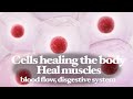 Cells healing - Heal muscles, blood flow and digestive system