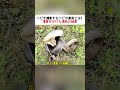 ヘビを捕食するヘビの真実とは！ 生存をかけた進化の結末 #自然界の戦い #ヘビの生態 #野生動物ドキュメンタリー #進化の神秘 #捕食の瞬間