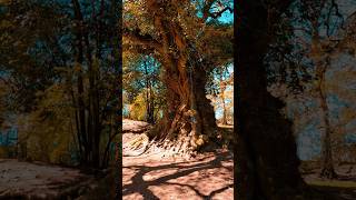 English Ancient Oak #ancienttree