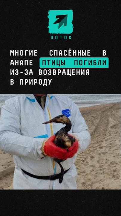 Многие спасённые в Анапе птицы погибли из-за возвращения в природу # ...
